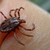 Lyme Disease Is Spreading Throughout Northeast, "In All Directions"
